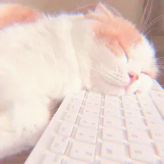 🍓 6078896f кот, клавиатура, спящий, милый, животное, питомец whatsapp sticker