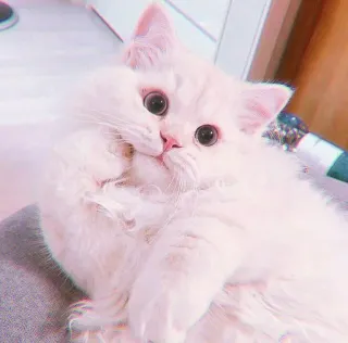 🍓 8427c999 кот, котенок, милый, питомец, животное, пушистый whatsapp sticker