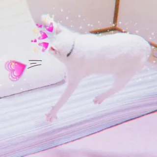 🍓 87bb0d74 кот, сердце, любовь, питомец, животное, милый whatsapp sticker