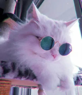 🍓 8f219ff5 кот, солнцезащитные очки, питомец, животное, белый кот, крутой кот whatsapp sticker