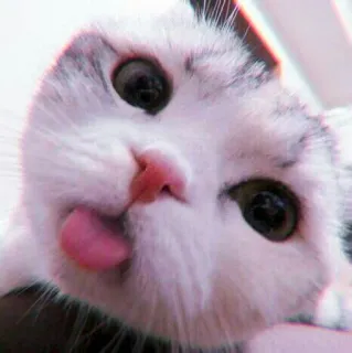 🍓 937a6e54 кот, милый, животное, питомец, котенок, язык, смешной, очаровательный whatsapp sticker