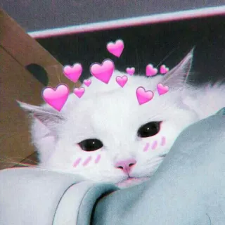 🍓 bd720d56 кот, сердечки, милый, животное, пушистый, белый кот whatsapp sticker