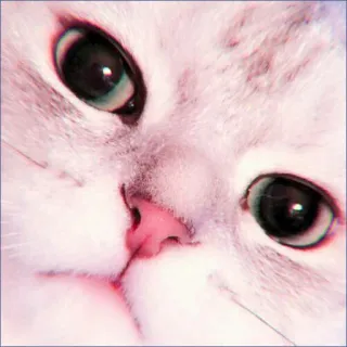 🍓 d1ab6f39 кот, котенок, животное, питомец, милый, глаза, лицо whatsapp sticker