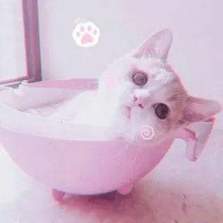 🍓 e293956d кошка, котёнок, ванна, милый, животное, питомец whatsapp sticker