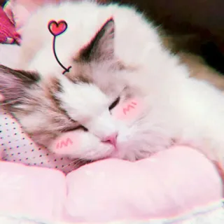 🍓 e5028301 кот, котенок, милый, питомец, животное, спящий, сердце whatsapp sticker