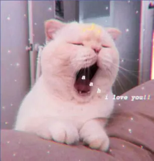 🍓 ec910ffe aah i love you!! кот, зевающий, милый, питомец, животное, блестящий whatsapp sticker