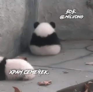 🎀 1474daec Bob BOB.
@MILVONG
ХРАМ СЕМЕЧЕК. panda, bayi panda, imut, kebun binatang, binatang, satwa liar telegram sticker