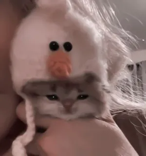 🎀 1aeb5f20 kucing, anak kucing, hewan, peliharaan, lucu, topi, topi bebek telegram sticker