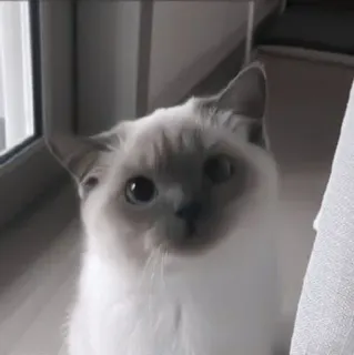 китти боба. @milvong :: @fStikBot telegram stickers