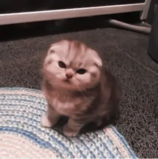 🎀 1fdd6169 kucing, anak kucing, scottish fold, lucu, hewan peliharaan, binatang telegram sticker