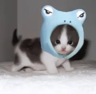 🎀 3fdd1c36 anak kucing, kucing, hewan, peliharaan, topi katak, imut telegram sticker