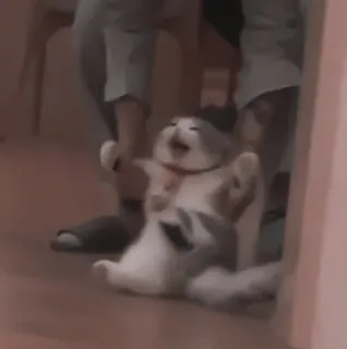 🎀 4e09b02e kucing, lucu, meme, hewan, peliharaan, humor telegram sticker