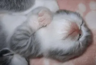 🎀 546afe1e kucing, anak kucing, tidur, hewan, imut telegram sticker