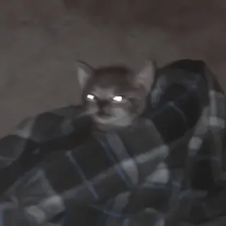 🎀 5fb27076 kucing, anak kucing, hewan, hewan peliharaan, selimut telegram sticker