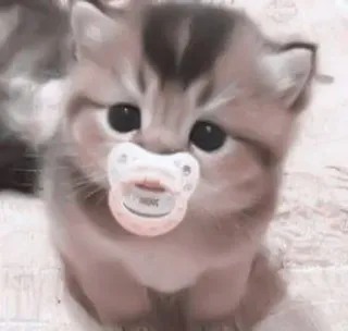 🎀 bf10be35 anak kucing, kucing, lucu, empeng, bayi hewan, menggemaskan telegram sticker