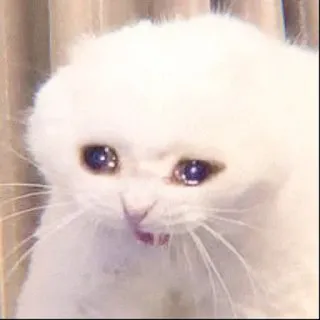 🐈 037c0d78 cat, crying, sad, meme, animal, white cat, emotional whatsapp sticker