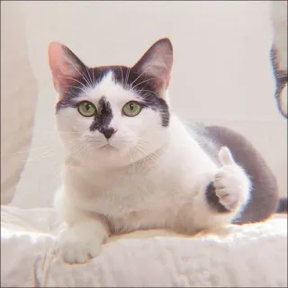 🐈 06305ff1 cat, thumbs up, animal, pet, cute, domestic, mammal whatsapp sticker