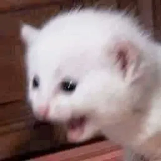 🐈 10eb89b2 kitten, white cat, cute animal, cat, pet, feline whatsapp sticker