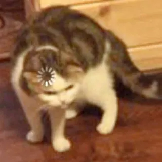 🐈 24be0b3d cat, animal, loading, meme whatsapp sticker