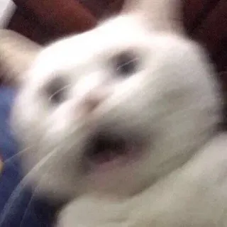 🐈 5666aa24 cat, funny, meme, animal, scared whatsapp sticker