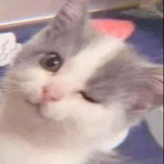 🐈 66349ed1 cat, kitten, animal, pet, cute, wink, adorable, domestic cat whatsapp sticker