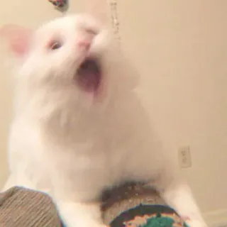 🐈 7a0c12f6 cat, white cat, yawning, animal, pet whatsapp sticker