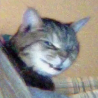 🐈 7e7f7fbc cat, animal, pet, feline, domestic cat whatsapp sticker