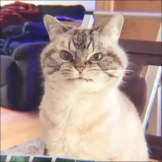 🐈 a346b459 cat, feline, animal, pet, domestic cat, mammal whatsapp sticker