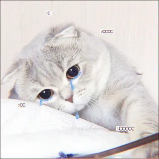 🐈 bba99fed c cccc cccccc cat, kitten, sad, crying, emotions, cute, animal, domestic, pet whatsapp sticker