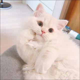 🐈 cfbbbbed cat, kitten, cute, pet, animal, white cat, fluffy whatsapp sticker