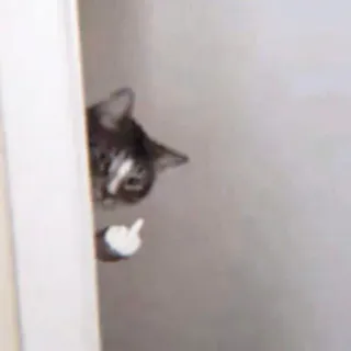 🐈 d0f0bb45 cat, middle finger, rude, offensive, animal, gesture, flipping the bird whatsapp sticker