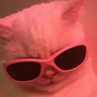 🐈 d1e21589 cat, sunglasses, pet, animal, cool, pink, meme whatsapp sticker