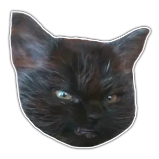 😠 8ad533e1 gatto, gatto nero, animale, animale domestico, animale domestico, felino, faccia di gatto telegram sticker