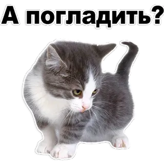 😊 0a3fcf9d А погладить? 猫, 小猫, 可爱, 宠物, 动物, 家养, 灰色, 白色 telegram sticker
