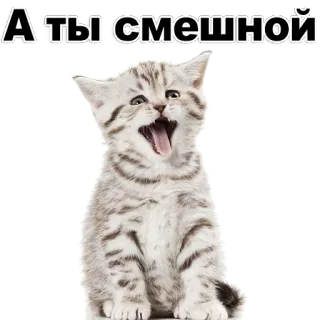 😂 0cb696a4 А ты смешной 猫, 小猫, 搞笑, 笑, 动物, 宠物, 可爱 telegram sticker