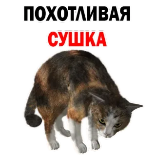🙈 1a8eecfc ПОХОТЛИВАЯ
СУШКА 猫, 梗, 俄语, 幽默, 动物 telegram sticker