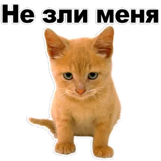 😡 27d5c505 Нельзя меня 猫, 小猫, 伤心, 可爱, 动物, 贴纸 telegram sticker