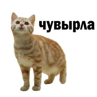 🙊 2c45bfca чувырла 猫, 小猫, 橘猫, 俄罗斯 telegram sticker