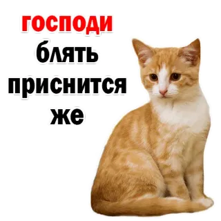 😔 318764ba Господи блять приснится же 猫, 贴纸, 俄语, 冒犯性, 脏话, 动物 telegram sticker