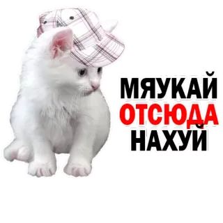 😕 332431d8 МЯУКАЙ ОТСЮДА НАХУИ 猫, 小猫, 冒犯, 俄语, 脏话, 贴纸 telegram sticker