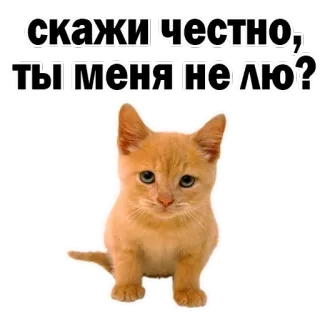 😔 34f3f188 скажи честно, ты меня не лю? 猫, 小猫, 贴纸, 橘猫, 可爱, 动物 telegram sticker