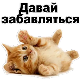 😊 361a0d64 Давай забавляться 小猫, 猫, 可爱, 爱玩, 动物 telegram sticker