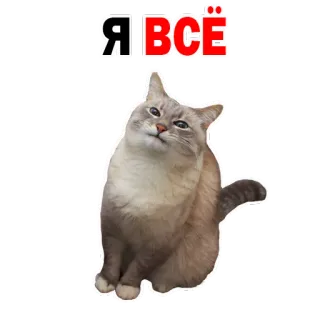 😊 364cd9e0 Я ВСЁ 猫, 俄语, 贴纸, 动物, 表情包 telegram sticker