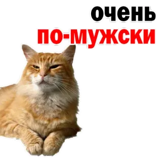 😢 3c258587 очень по-мужски 猫, 表情包, 俄语, 搞笑 telegram sticker