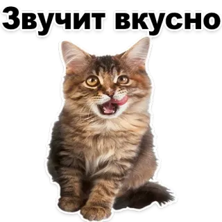 😊 52fd9496 Звучит вкусно 猫, 动物, 贴纸, 可爱, 搞笑, 舌头 telegram sticker