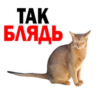😡 65fb21b6 ТАК БЛЯДЬ 猫, 脏话, 俄语, 贴纸 telegram sticker