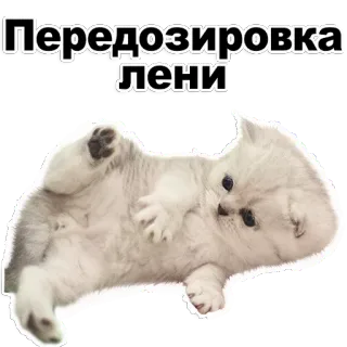 ❤ 6a0df04c Передозировка лени 小猫, 懒惰, 可爱, 动物, 过量, 搞笑, 困 telegram sticker