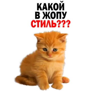 🙊 6be975e3 КАКОЙ В ЖОПУ СТИЛЬ??? 猫, 小猫, 俄语, 问题, 风格 telegram sticker