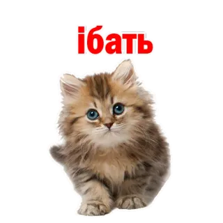 😔 6daf1624 Ібать 小猫, 猫, 可爱, 冒犯, 乌克兰 telegram sticker