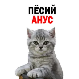 😡 741d7c5e ПЁСИЙ АНУС 猫, 宠物, 动物, 俄语, 文本, 冒犯, 贴纸 telegram sticker